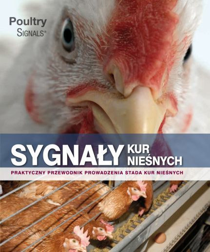 Sygnały kur nieśnych