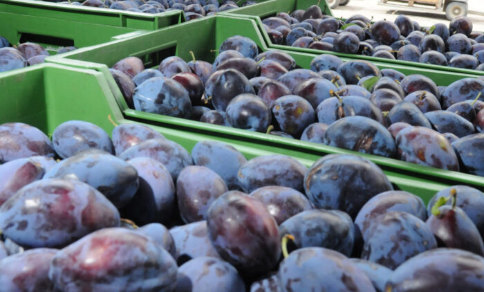 5 porcji warzyw, owoców lub soku