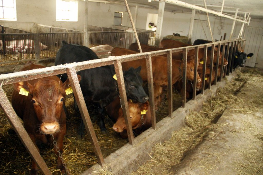 ceny bydła rzeźnego, mięso wołowe, wołowina, spadek cen, zakup bydła rzeźnego