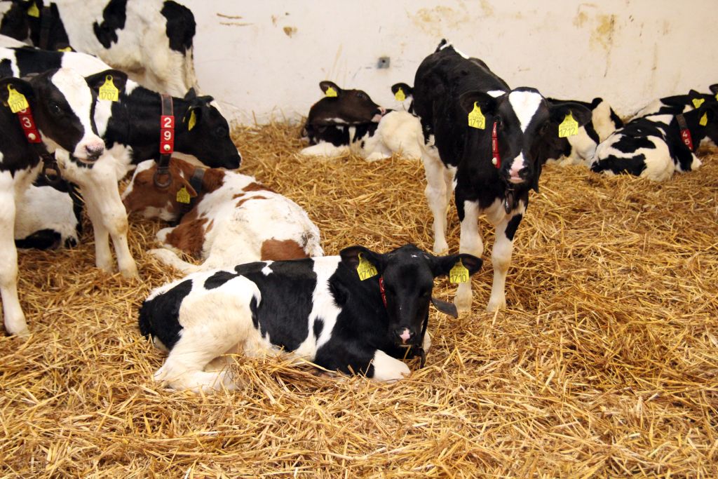 Hoduj z Głową Bydło, bydło mleczne, bydło mięsne, opasy, cielęta, krowy, hodowcy bydła