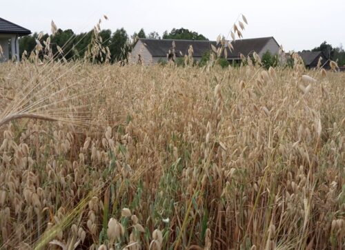 deficyt wody, woda dla upraw, susza rolnicza, iung