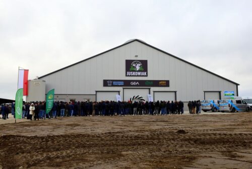 otwarcie obory wolnostanowiskowej, roboty udojowe GEA, produkcja mleka,