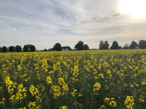 rzepak, pole, uprawa